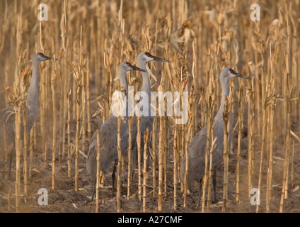 Plus de grues Grus canadensis dans l'alimentation d'hiver dans un champ de maïs maïs Banque D'Images