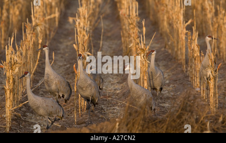 Plus de grues Grus canadensis dans l'alimentation d'hiver dans un champ de maïs maïs Banque D'Images