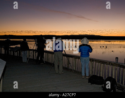 Les ornithologues amateurs dans le Bosque del Apache National Wildlife Refuge Dawn regarder des bandes d'oies des neiges qui décolle de la première lumière Banque D'Images