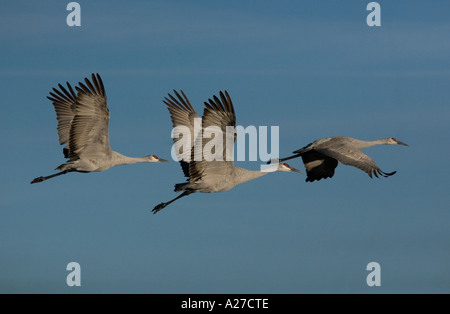 Plus de grues Grus canadensis en hiver vol Banque D'Images