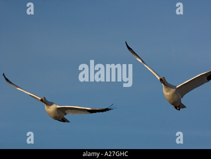 L'Oie des neiges (Chen caerulescens) en vol Banque D'Images