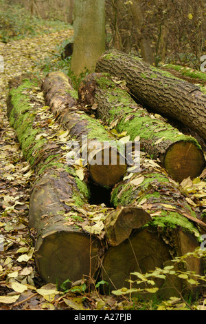 Log Pile dans Wildlife Trust qui fournit un habitat boisé Banque D'Images