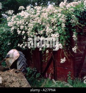 Rosa Filipes 'Kiftsgate' rambling rose sur un wagon de chemin de fer dans les régions rurales du pays de Galles UK KATHY DEWITT Banque D'Images