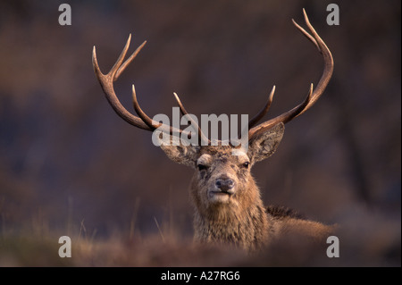 RED DEER STAG PEERING OVER BROW Banque D'Images