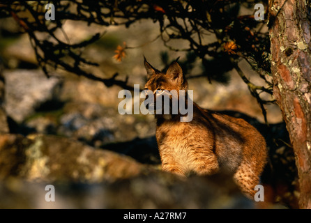 Les jeunes LYNX CAMOUFLÉE AU MILIEU DES ROCHERS Banque D'Images