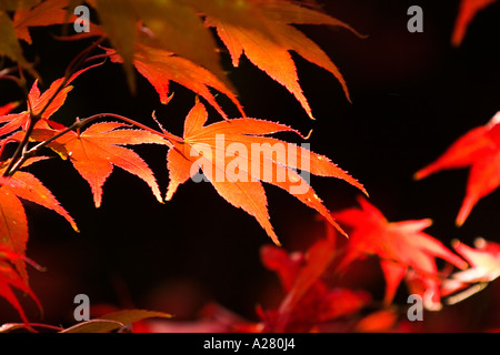 Acer japonica Atropurpurea Banque D'Images