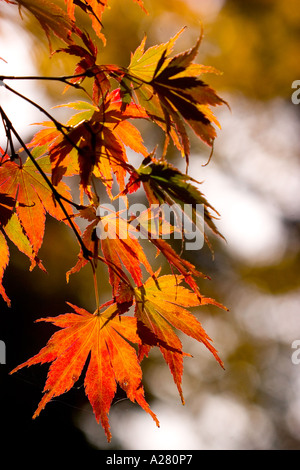 Acer japonica Atropurpurea Banque D'Images