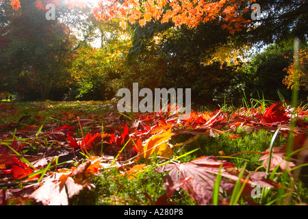 Acer japonica Atropurpurea Banque D'Images