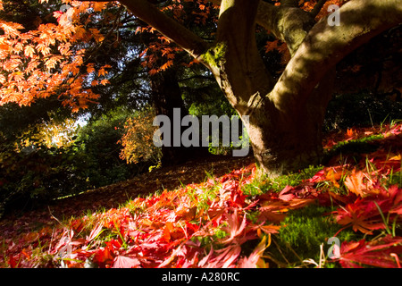 Acer japonica Atropurpurea Banque D'Images