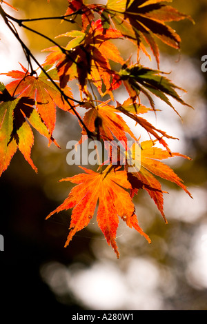 Acer japonica Atropurpurea Banque D'Images