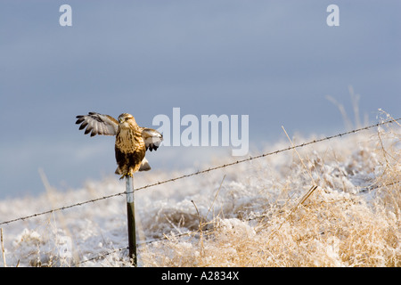 Vol d'essai Hawk Banque D'Images