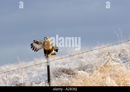 Take Off test Hawk Banque D'Images