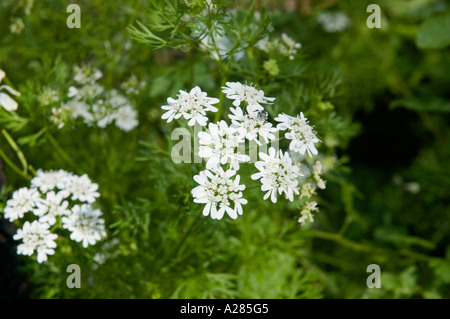 Fleurs de coriandre, Coriandrum sativum, sur un fond vert. DSC 7635 Banque D'Images