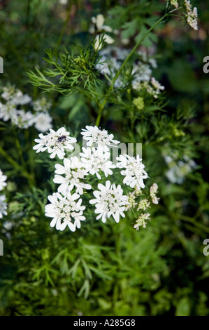 Fleurs de coriandre, Coriandrum sativum, sur un fond vert. DSC 7636 Banque D'Images