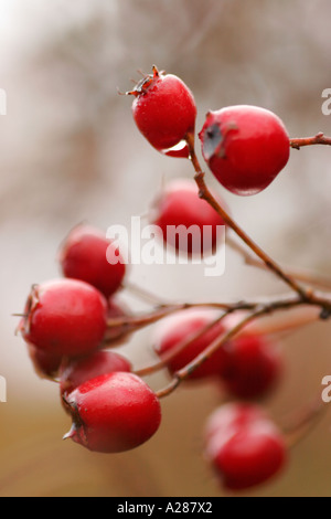 Les baies d'aubépine rouge en automne Crataegus monogyna Banque D'Images