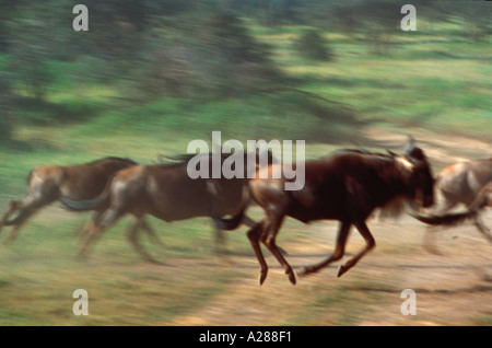 Une migration des gnous dans le Serengeti, Tanzanie, Afrique du Sud Banque D'Images