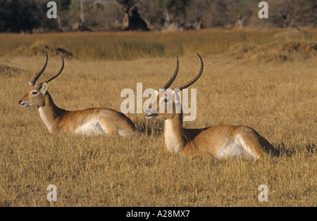 Lechwe, Lechwe rouge, ou Lechwe du Sud (Kobus leche Banque D'Images