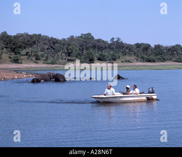 Les éléphants jouant dans la rivière, le Parc National de Chobe, Botswana, Chobe Banque D'Images
