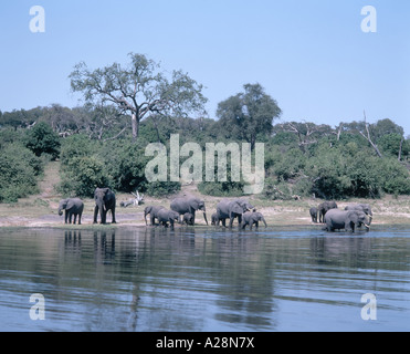 Les éléphants jouant dans la rivière, le Parc National de Chobe, Chobe, République du Botswana Banque D'Images