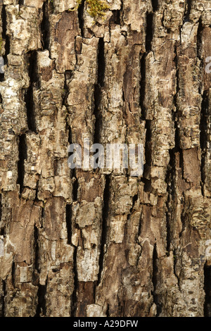 La texture de l'écorce des arbres Banque D'Images