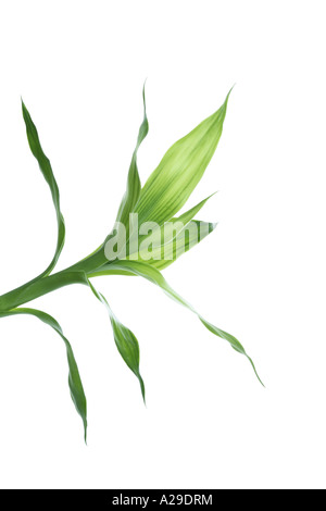 Feuilles de bambou Banque D'Images