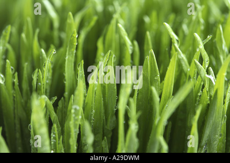 Herbe mouillée Banque D'Images