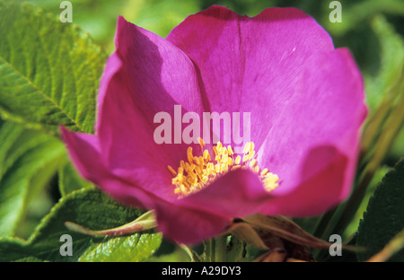 Close-up of Japanese rose fleur Rosa rugosa Banque D'Images