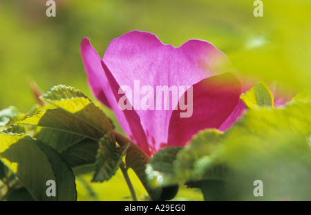 Close-up of Japanese rose fleur Rosa rugosa Banque D'Images