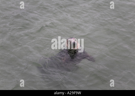 Halychoerus grypus Phoque gris head shot la natation dans le port de St Ives Cornwall Banque D'Images