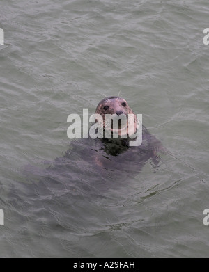 Halychoerus grypus Phoque gris head shot la natation dans le port de St Ives Cornwall Banque D'Images