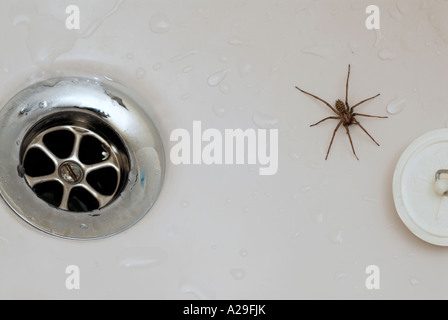 Homme araignée des maisons piégées dans un bouchon de vidange et de baignoire montrant Banque D'Images