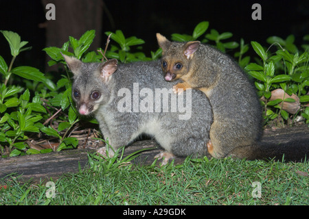 Common Brushtail Possum Trichosurus vulpecula juvéniles et adultes Banque D'Images