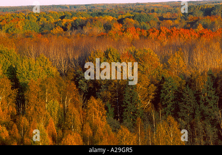 Vue aérienne de la forêt en automne naturelles mixtes Banque D'Images