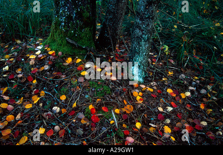 Feuilles de tremble tombé à même le sol forestier Banque D'Images