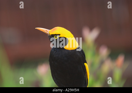 Oiseau Regent Sericulus chrysocephalus Portrait masculin Banque D'Images