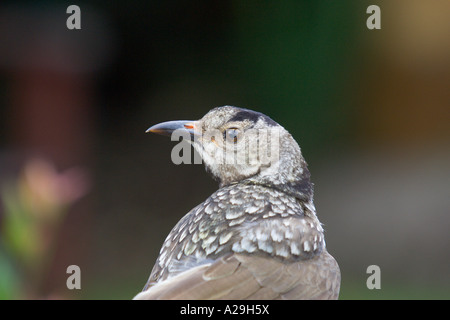 Oiseau femelle chrysocephalus Sericulus Regent Banque D'Images