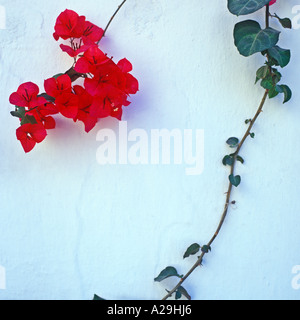 BOUGANVILLIA SUR UN MUR GREC Banque D'Images