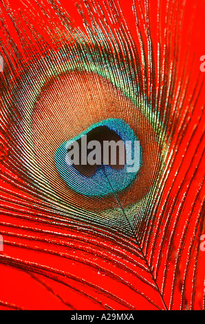 Plume de paon Banque D'Images