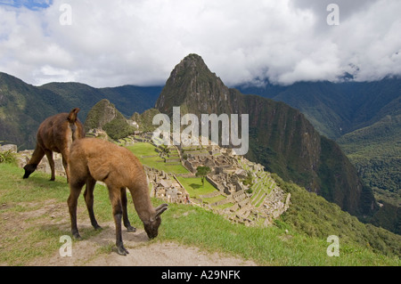 2 jeunes llama qui résident à l'ancienne magnifique site Inca de Machu Picchu au Pérou. Banque D'Images