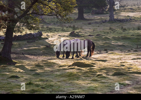 Cheval ou Highland Garron, garran, Scottish Hill poneys. Chasse au cerf poney, le pâturage dans le domaine sur les terres agricoles Mar Lodge Estate, Aberdeenshire, UK Banque D'Images