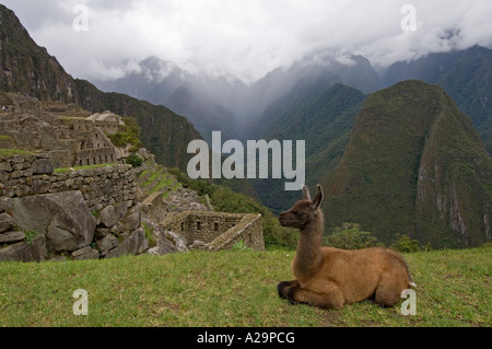Un jeune lama résident à l'ancienne magnifique site Inca de Machu Picchu au Pérou. Banque D'Images