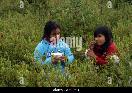 Les baies sauvages cueillette filles cries du nord du Québec à côté de la Baie James, Canada Banque D'Images