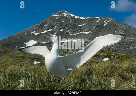 Albatros (Diomedea exulans) Affichage en dessous de la roche haute île Bird, GÉORGIE DU SUD, Antarctique Banque D'Images