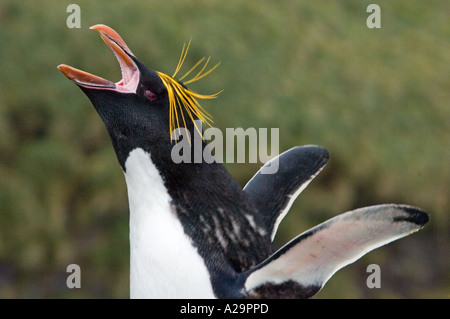 Macaroni Penguin (Eudyptes chrysolophus) South Georgia island, l'affichage Banque D'Images