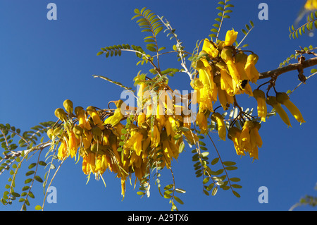 Fleurs Kowhai Sophora sp originaire de Nouvelle-Zélande Banque D'Images