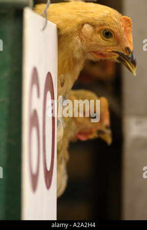 Mis en cage, les poulets vivants, Hong Kong, Chine Banque D'Images