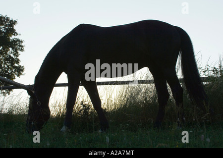 Cheval sur un paddock dans la lumière du soir Banque D'Images