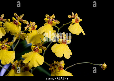 L'Oncidium Oncidium (variegatum) Banque D'Images