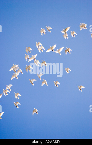 Un troupeau de beaux oiseaux blancs en vol contre un ciel bleu pur. Banque D'Images