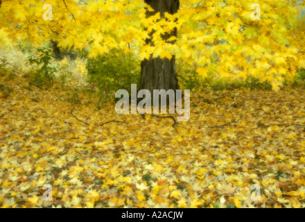 Les feuilles d'automne, de la Nouvelle Angleterre Banque D'Images